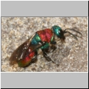 Hedychrum nobile - Sand-Goldwespe 07.jpg